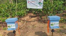 man elephant conflict, man elephant conflict karnataka, bees to keep away elephants, bees fence karnataka elephant, karnataka news, indian express