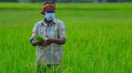 Amid sustained demand, gram prices recover marginally