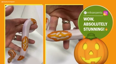 Snake with smiley face emoji marking, snake with face markings, snake with smiley face marks, Snake breeder smiley face snake, yellow and white smiley face snake, smiley face snake, Trending news, India Express news