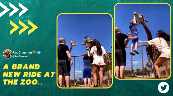 giraffe lifts up kid, kid feeds leaves to giraffe, giraffe pulls up child in zoo, giraffe child tug of war, viral videos, funny news, indian express,