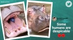 plastic bottle thrown at hippo, park visitors throws trash hippo mouth, Taman Safari Indonesia, viral videos, indian express