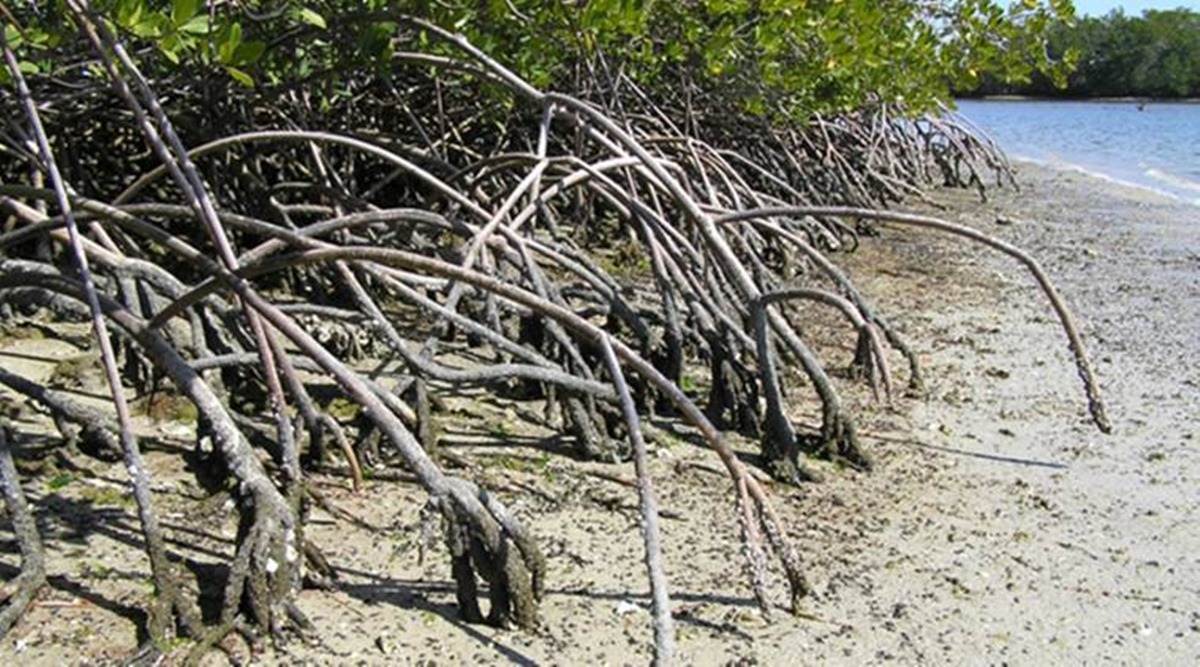 mangrove, maharashtra mangrove forest, maharashtra mangrove forest cover, indian express news