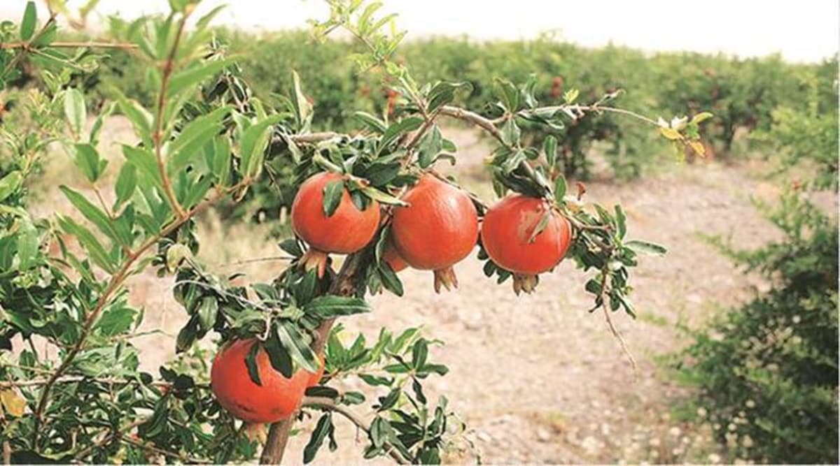 Maharashtra farmers start fresh fruit cake 'movement' to sustain during pandemic