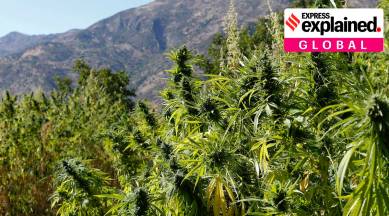 marijuana, marijuana legalisation, marijuana legalisation mexico, indian express