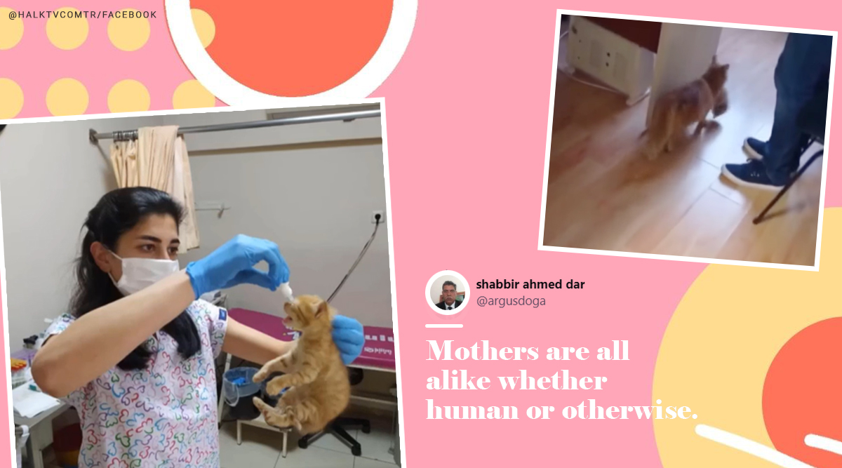 cat videos, kitten videos, cat takes kittens to hospital, mother cat take babies to vet, turkey cat takes kittens to hospital, turkey cats, viral videos, good news, indian express