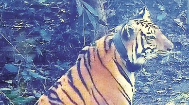 2 yrs after maneater Avni was killed, her cub, now an adult tigress, walks out into the wild