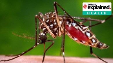 mosquito protein, mosquito virus, Covid virus, Coronavirus cases, Indian express news