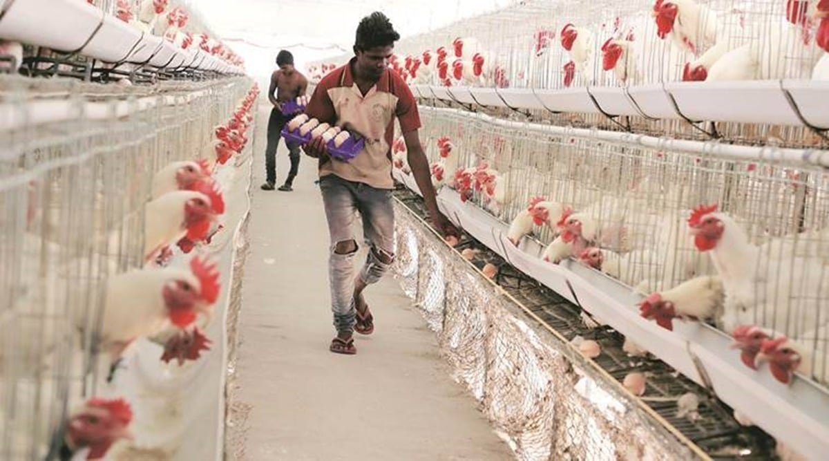 indian poultry farm