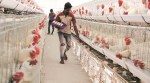 Pune news, Poultry farming, bird flu