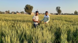 As harvesting season approaches, villagers tend to farmers’ crops as they protest at borders