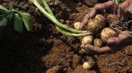 Hot potato? Not anymore, as prices cool down, farmers feel the pinch