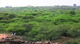 Delhi: Panel to preserve Ridge gets two new members