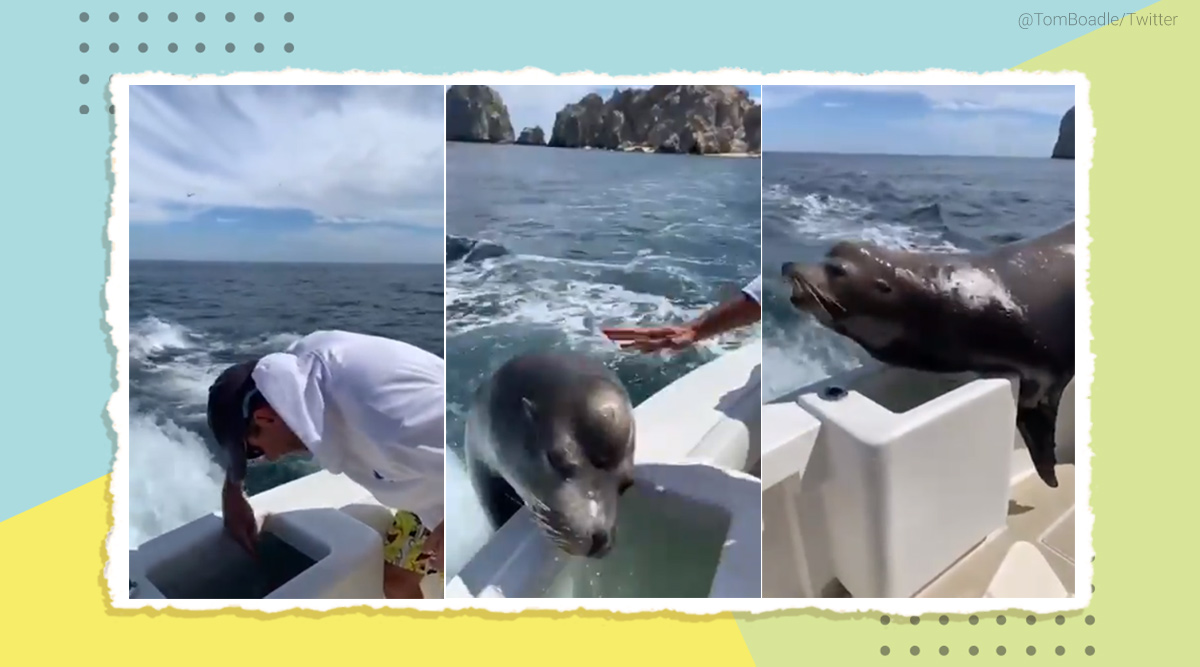sealion jumps on boat, man feeding fish on boat, man gts unexpected guest, sealion video, trending, video, indian express, indian express news
