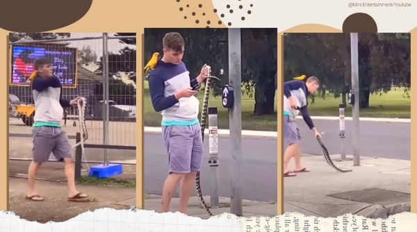 snake, man walking with snake and parrot viral video, Australia, Australian snake parrot man trending, bizarre, indian express, indian express news