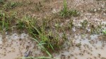 Spider and snakes on the move, Australia flood, swarms of spider and snakes, Australia flood, Trending news, Indian Express news.