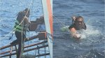 thai navy rescue cats, thai navy sailor rescue cat sinking ship, salior save cats viral photos, good news, officials rescue animals, indian express