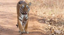 tiger attack, bear attack