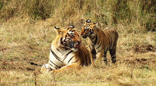 Tiger deaths Maharashtra