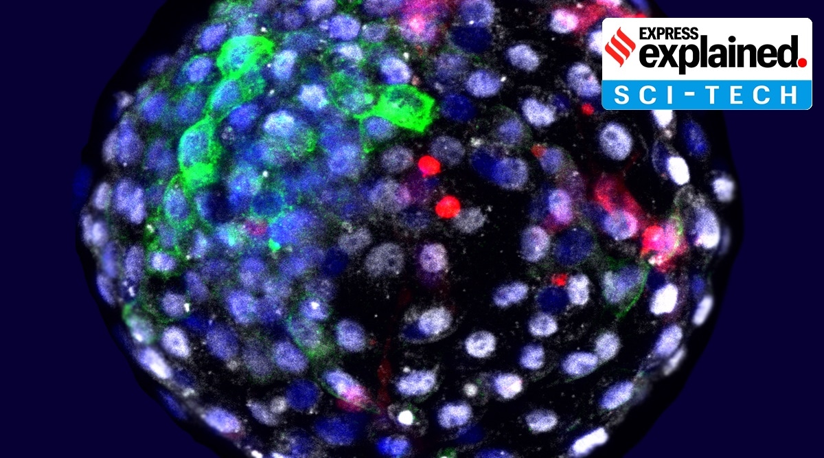 Human-Monkey chimeric embryo