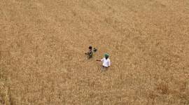 Indian Farmers Fertiliser Cooperative, fertiliser, IFFCO, subsidy rates, fertiliser subsidy rates, farmers in india, india news, indian express