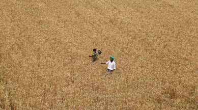 Indian Farmers Fertiliser Cooperative, fertiliser, IFFCO, subsidy rates, fertiliser subsidy rates, farmers in india, india news, indian express
