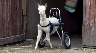 alpaca, disabled alpaca walks again, disbaled alpaca get wheels to walk, germany alpaca get runner wheels, good news, viral news, indian express