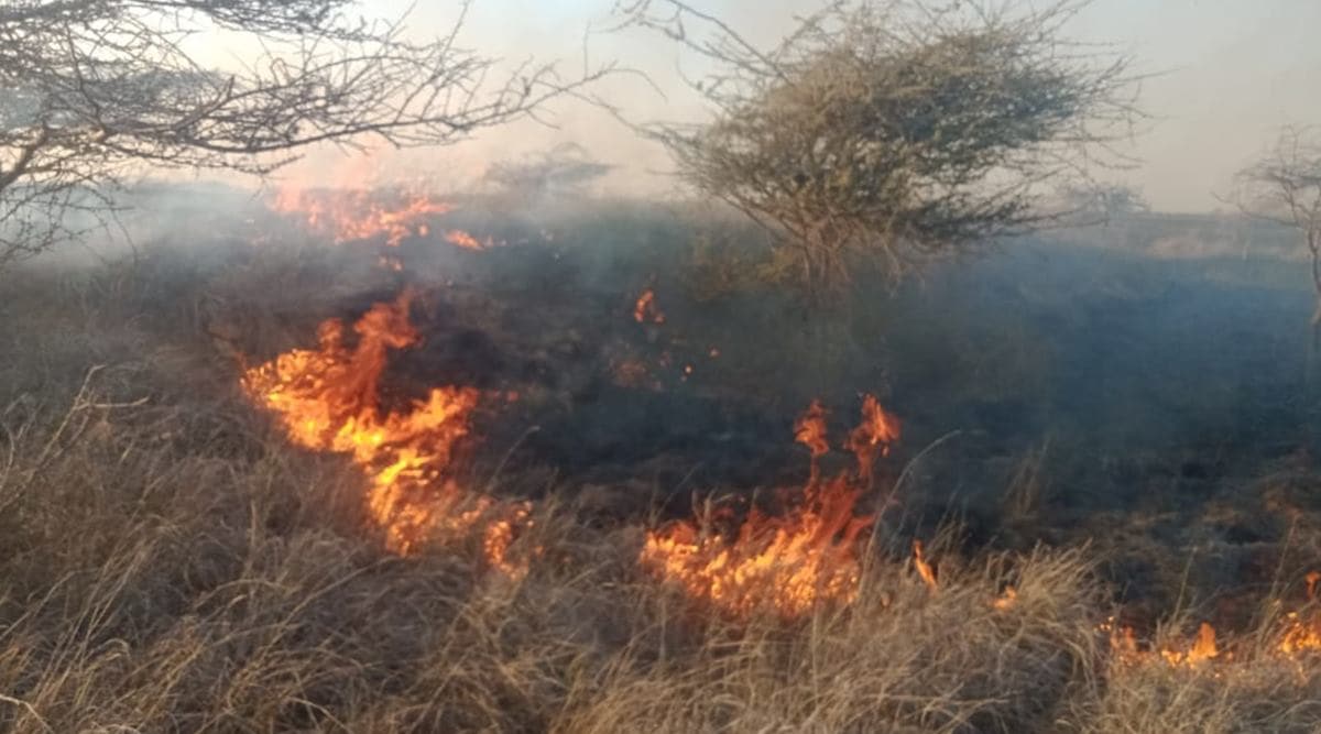 Gujarat: Fire breaks out in GIB sanctuary in Kutch, no damage to ...