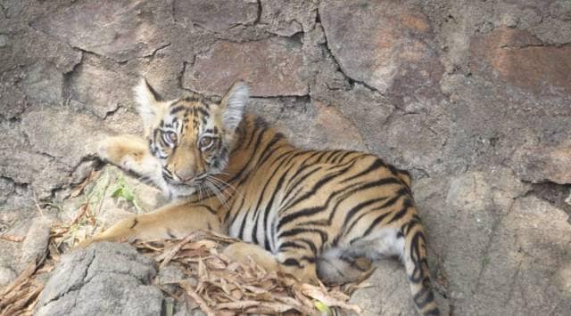 tiger cub, tigers in india, tiger population in india, Chandrapur district, Chandrapur's Transit Treatment Centre, nagpur news, indian express