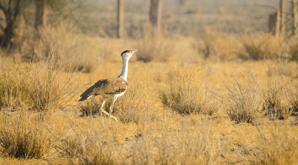 great indian bustard sanctuary