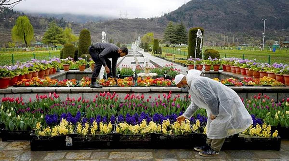 Tulip Garden, Tulip Garden reopening, Tulip Garden six-day festival, indian express news