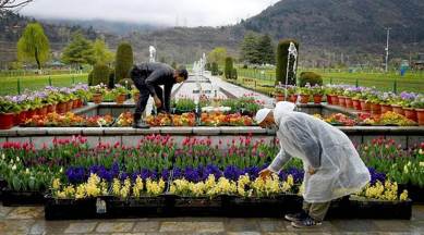Tulip Garden, Tulip Garden reopening, Tulip Garden six-day festival, indian express news