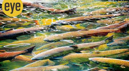 Salmon are born in freshwater streams where they will remain safe from predators as they grow.