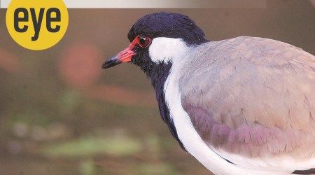 Did ye really do it?: Lapwings can curse and camouflage with ease. (Photo: Ranjit Lal)