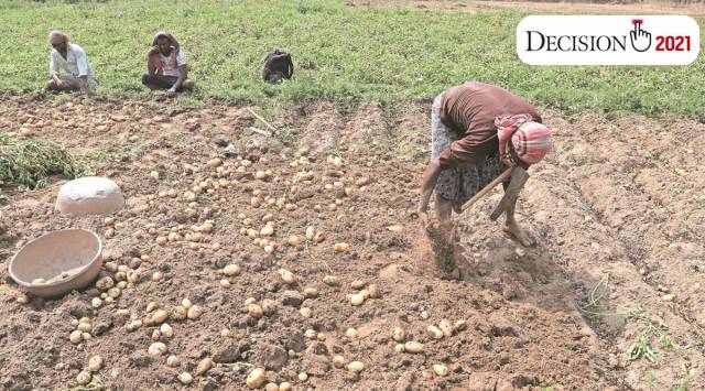 Potato growers in west bengal, West Bengal elections, west bengal assembly elections 2021, west bengal ground reports, hoogly polling, singur news, singur candidates name, indian express