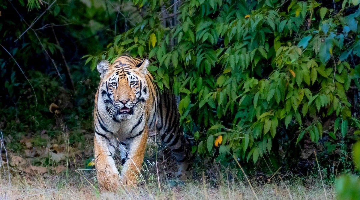 Three villagers die in tiger attacks in one day in Vidarbha | Mumbai ...