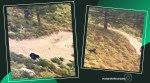 Bear chases biker, Montana, Black bear videos, Black bear chasing biker’s viral videos, Viral video, trending news, Indian Express news