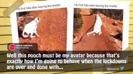 Anand Mahindra, Anand Mahindra Twitter, Anand Mahindra dog video, Dog on first hike viral video, COVID-19 lockdown, Coronavirus lockdown, Viral video, Dog videos, Trending news, Indian Express news.