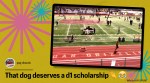 Dog, Dog videos, Dog running race Utah, Dog running race viral video, Dog crashes running race, Dog school track meet, Viral videos, Trending news, Indian Express news