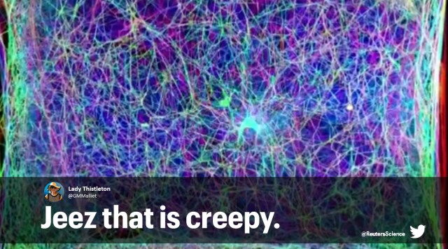 Spider web music, Spider web sonification, Spider web sound track, Trending news, Spider web structure as music, Viral video, Trending news, Science news, Indian Express news.