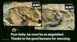 Elephant calf rescue, viral video, Odisha, Elephant calf rescue video, Elephant calf videos, Odisha wildlife, Trending news, Indian Express news