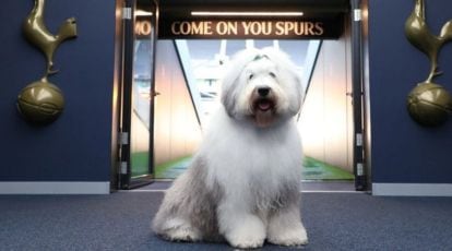 Dulux makes a dog's dinner of Spurs sponsorship