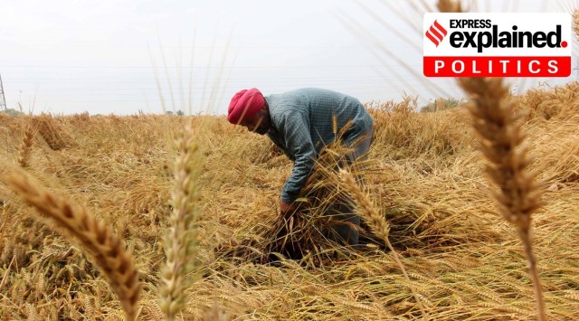 A farmer looks at his wheat crops in Ludhiana (Express photo/Gurmeet Singh)