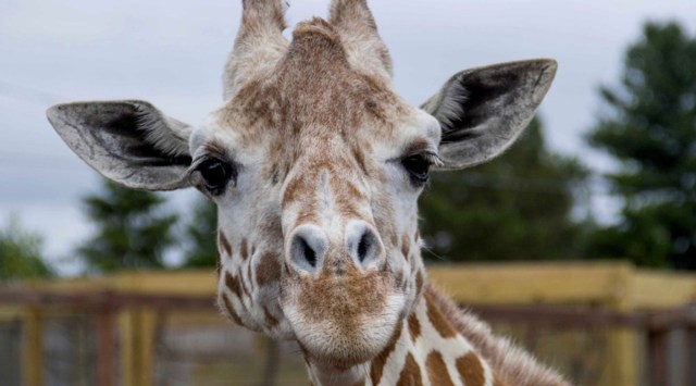 April, the giraffe that became an online star, dies