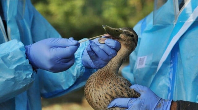 Officials said that sporadic incidents of deaths of other birds have also been reported from other parts of the state, including Theog and Manali, and their samples have been sent for testing by the animal husbandry department.