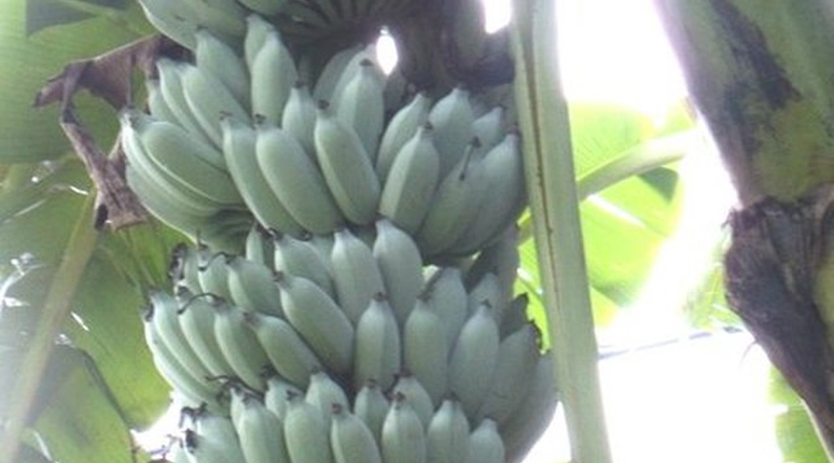 Blue java banana malaysia
