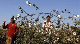 bt cotton, bt cotton seeds, bt cotton seed prices, cotton seed price hike, cotton seed price hike maharashtra, indian express