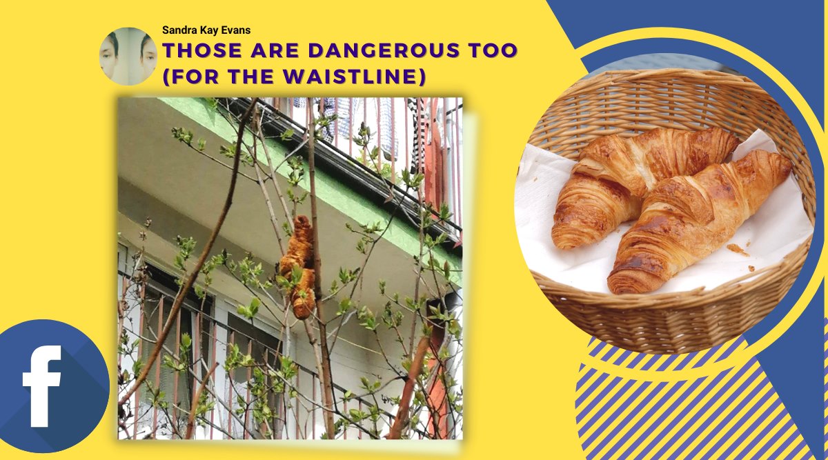 croissant on tree, mysterious creature turns out to be croissant, poland lagun on tree, polant beast on tree croissant, funny news, odd news, indian express