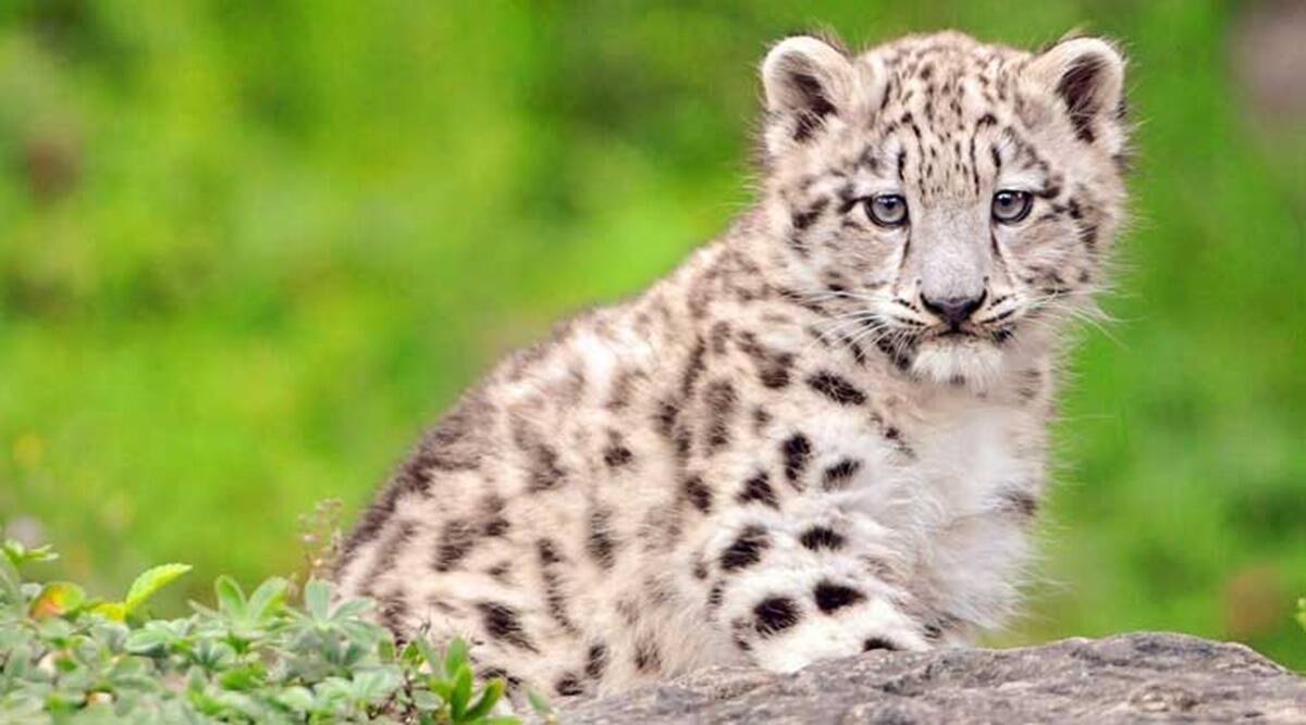 Cub