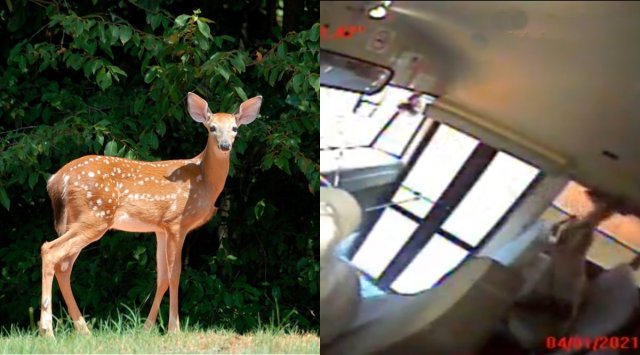 deer crash through widshield, Powhatan County Public Schools bus, deer crash Powhatan County Public Schoolbus, viral news, indian express
