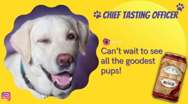 dog tasting officer, busch beer, busch dog brew, dog high paying job, dog chief tasting officer, busch canine tasting officer, odd news, indian express
